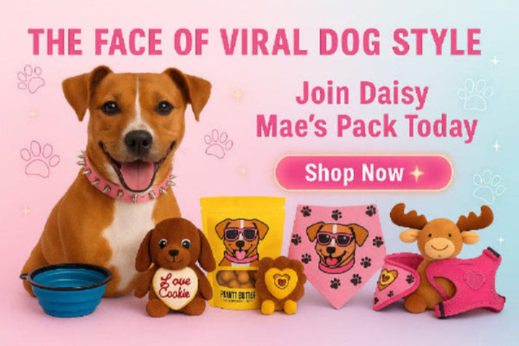 Dog with pet products on a pink background, promoting 'Daisy Mae's Pack'.